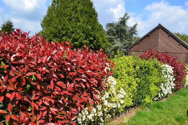 Hedge Trimming